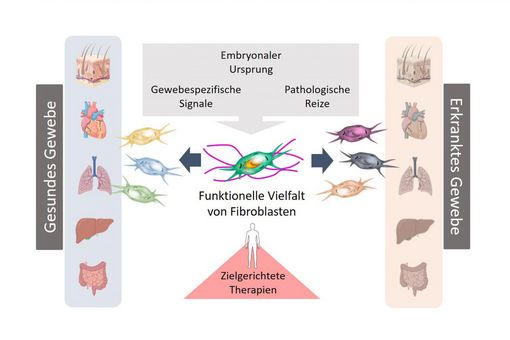 Fibroblasten spielen eine zentrale Rolle bei der Aufrechterhaltung gesunder Gewebestrukturen, aber auch bei Entstehung und Verlauf von Erkrankungen.