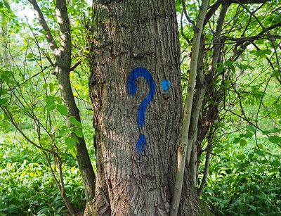 The image shows a tree in Leipzig's Auwald that has a blue question mark sprayed on.